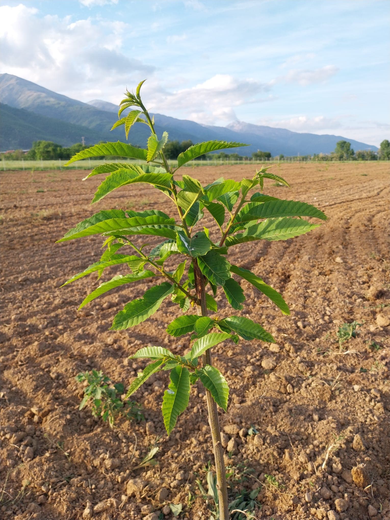 Marroni-Plantage Nordmazedonien